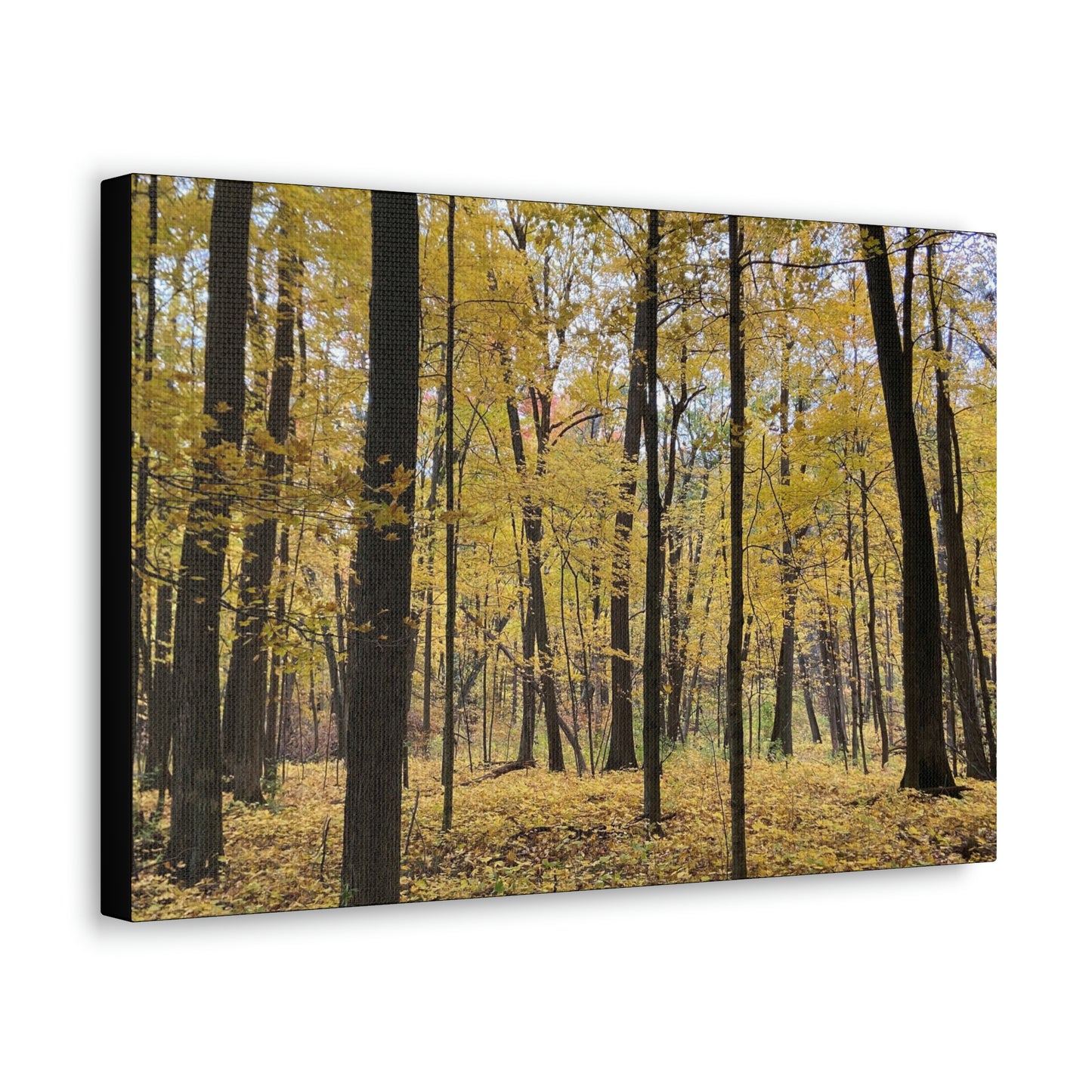 Wilderness Collection 2022 - Stomp the Devil (Canvas Gallery Wraps)