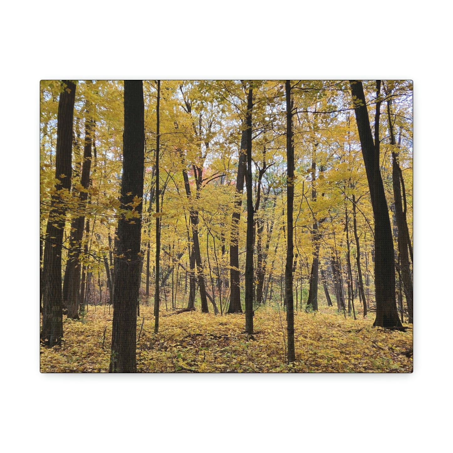 Wilderness Collection 2022 - Stomp the Devil (Canvas Gallery Wraps)